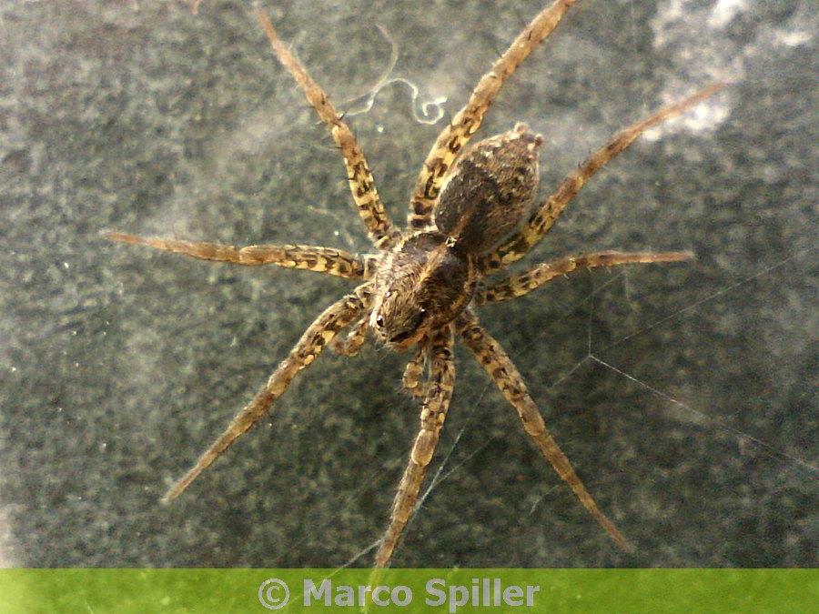 Pardosa sp. - Vicenza